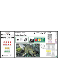 گونه موش بوته‌ زار هندی Indian Bush Rat  